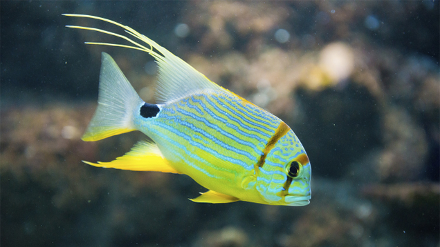Illustration for article titled If You Don’t Like Any Of The Beautiful Fish In This List, Tell Us And We’ll Eat Them